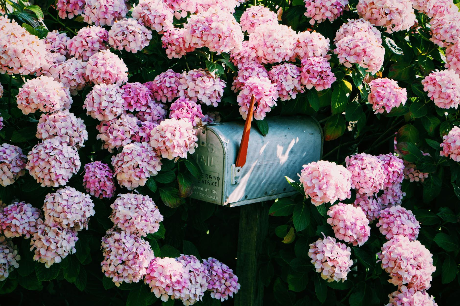 mailbox in blooming shrubs